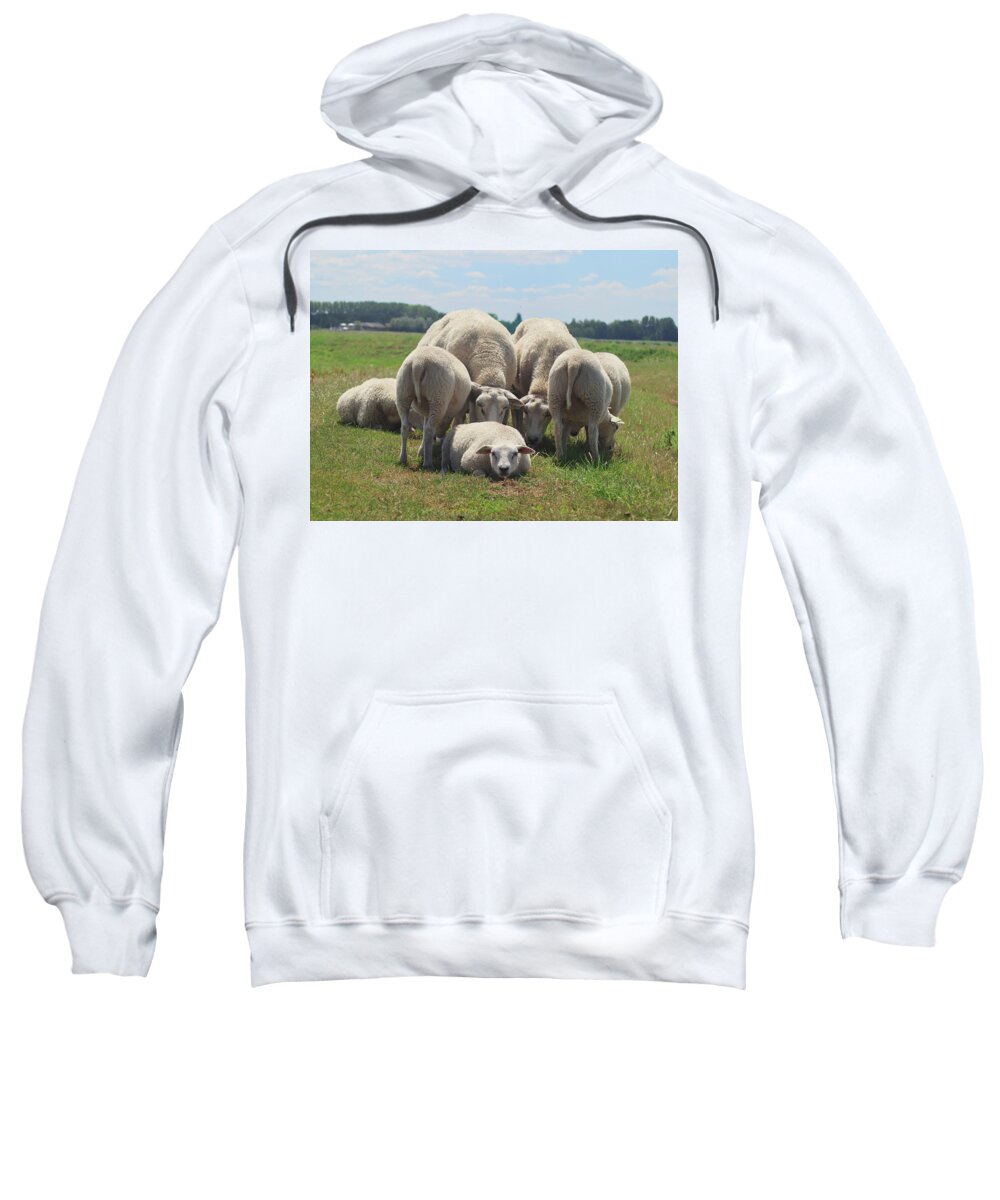 Sheep Sweatshirt featuring the photograph Looking for me sheep by MPhotographer