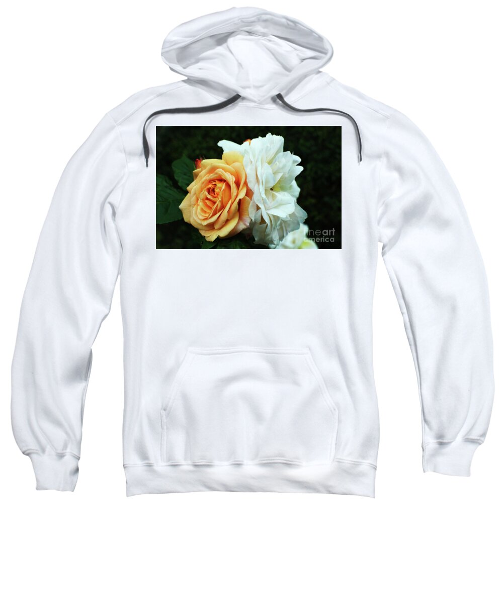 Peach Sweatshirt featuring the photograph Peach and white garden rose by Pics By Tony
