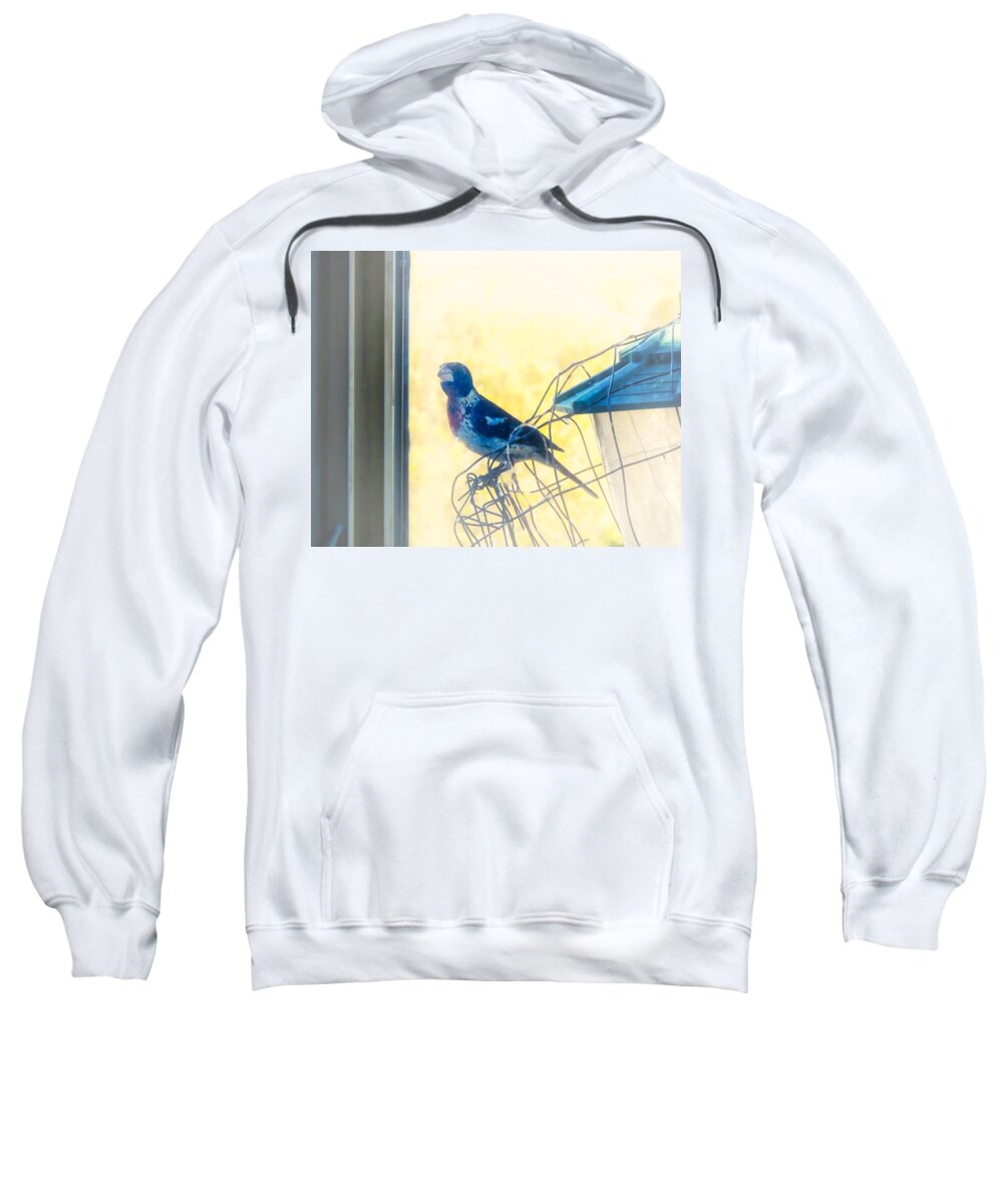 Perching Sweatshirt featuring the photograph Rare Bird in the Desert by Judy Kennedy