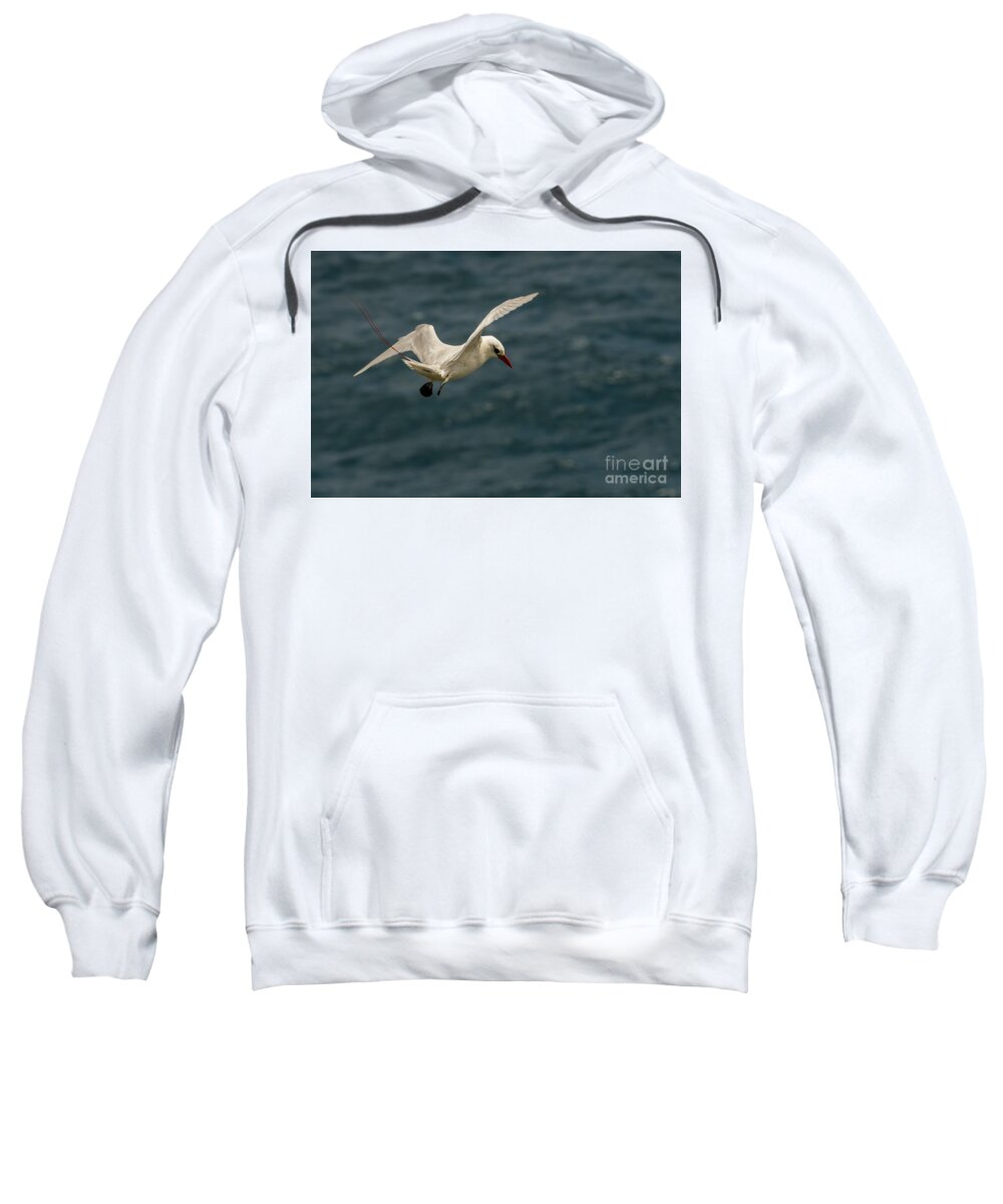 Red-tailed Tropicbird Sweatshirt featuring the photograph Red-Tailed Tropicbird Hovering in Flight at Kilauea Point by Nancy Gleason