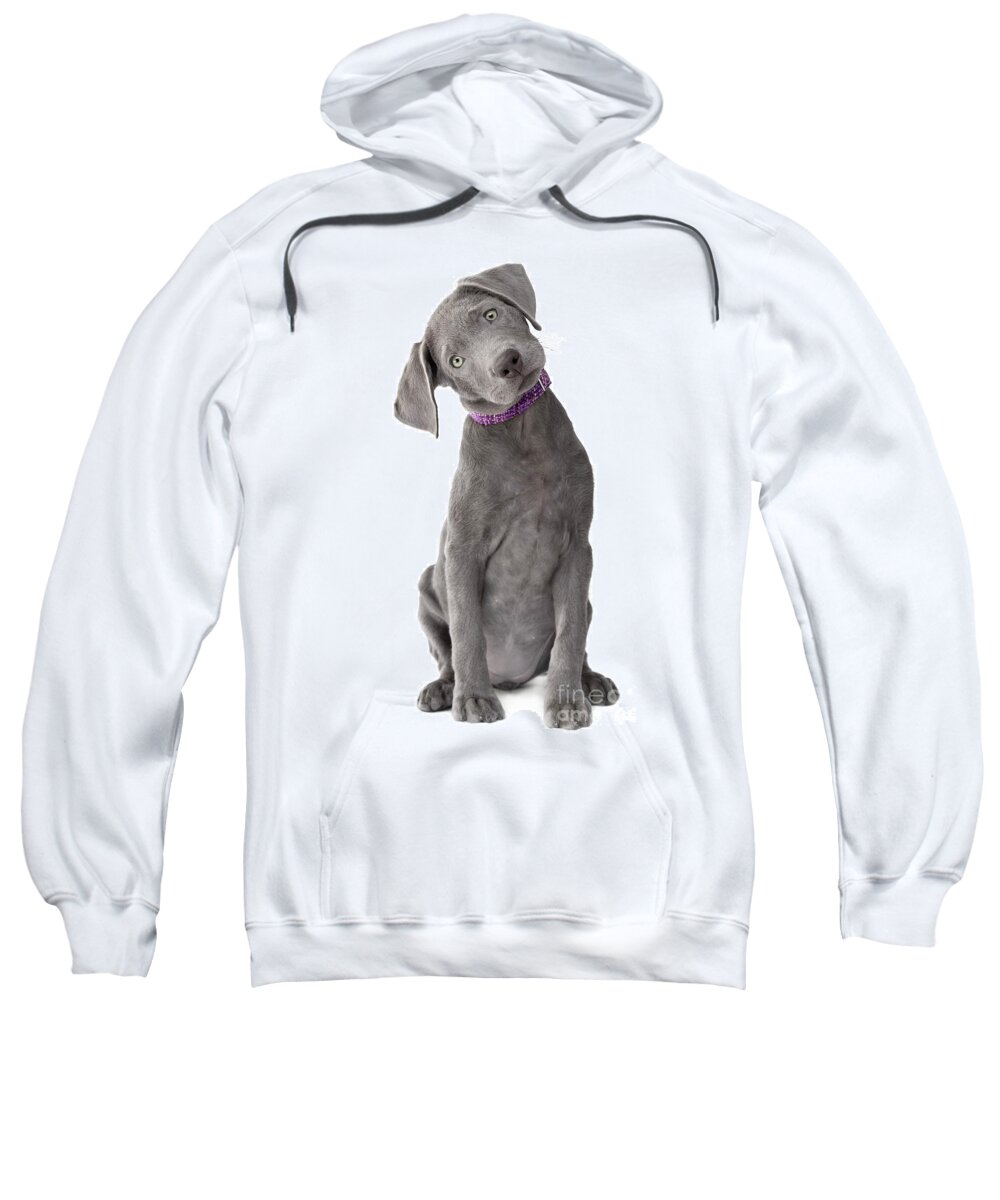 Dog Sweatshirt featuring the photograph Silver Lab Puppy Joy-Full Body by Renee Spade Photography