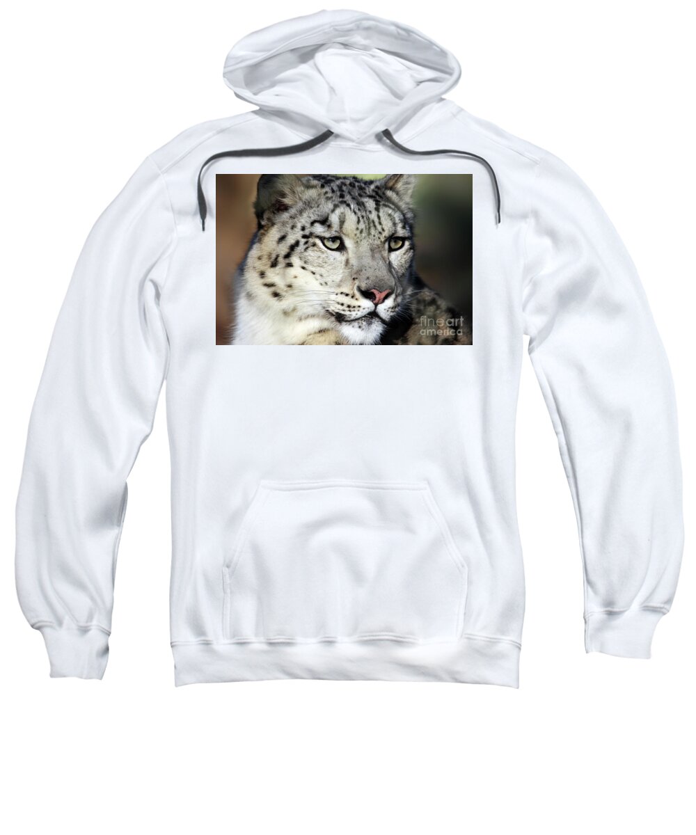 Snow Leopard Sweatshirt featuring the photograph Snow Leopard Uncia uncia by Terri Waters