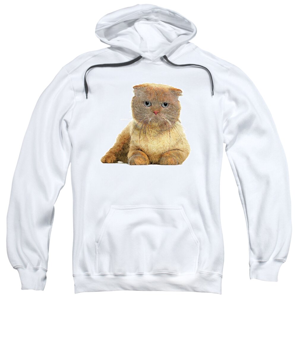 Scottish Fold Sweatshirt featuring the painting So Cute, Scottish Fold Cat by Custom Pet Portrait Art Studio