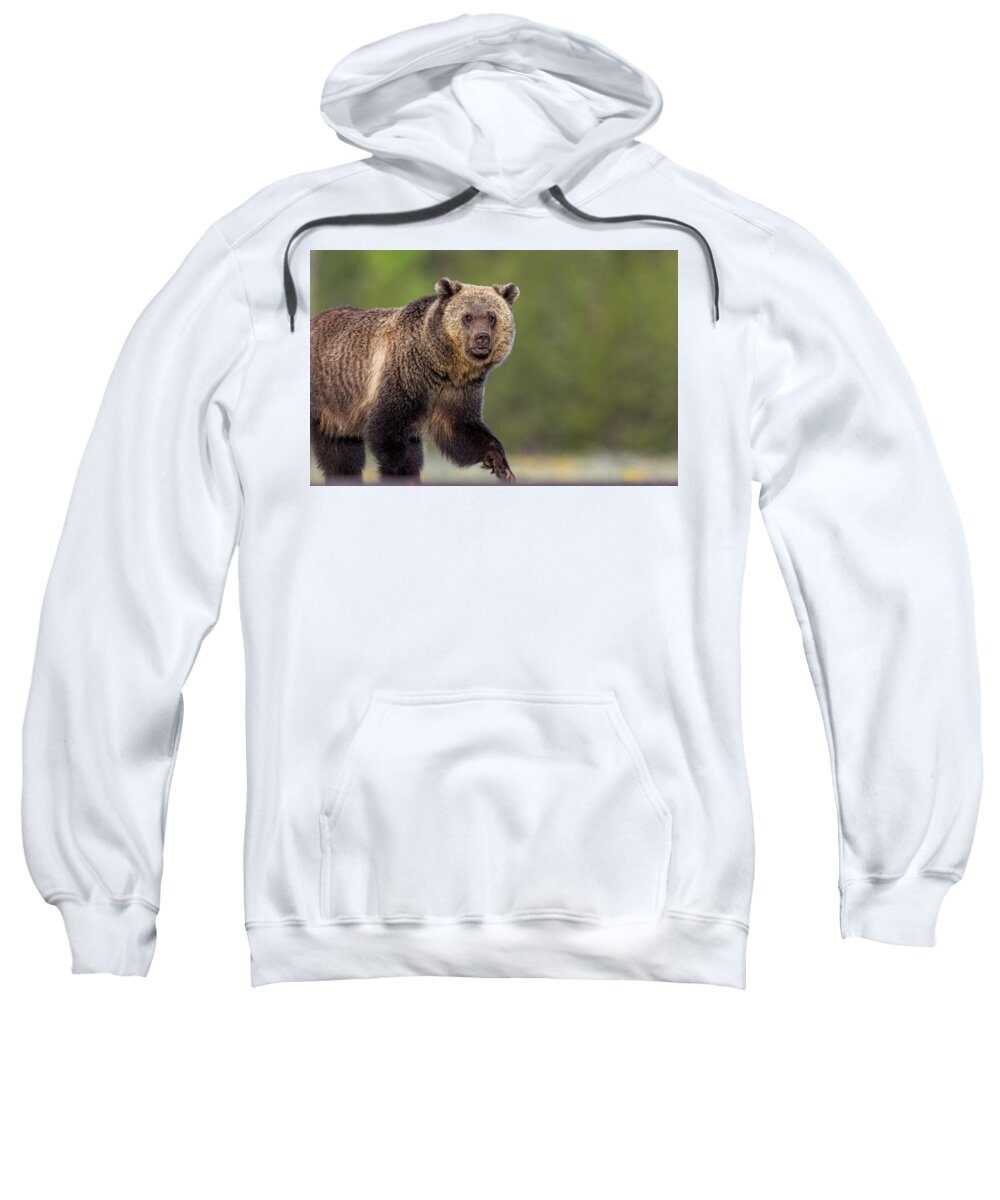  Sweatshirt featuring the photograph Spring Strut by Kevin Dietrich