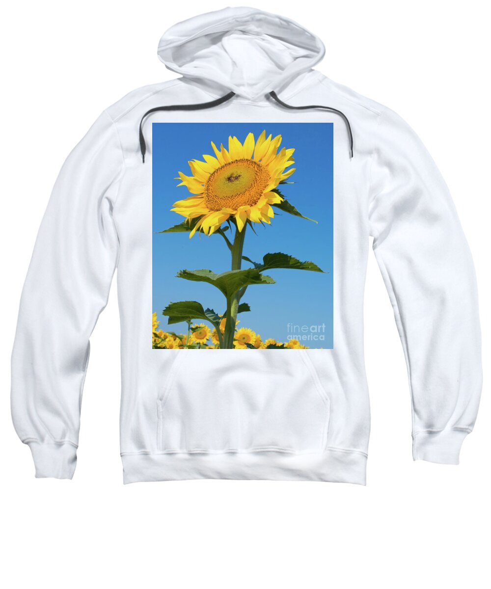 Sunflower Sweatshirt featuring the photograph Sunflower Portrait by Kimberly Blom-Roemer