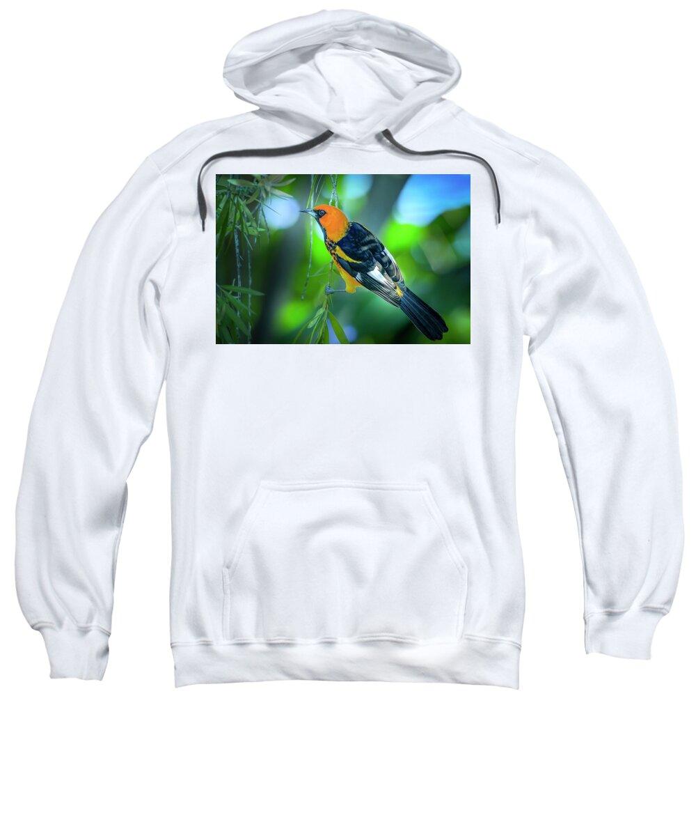 Spot Breasted Oriole Sweatshirt featuring the photograph The Spot Breasted Oriole by Mark Andrew Thomas