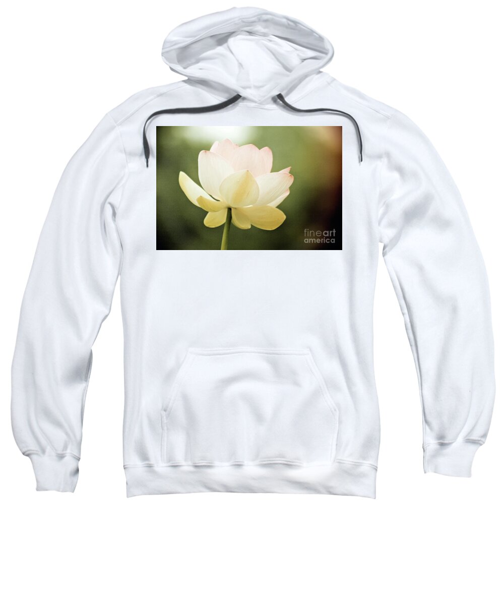 Lotus; Lotus Blossom; Water Lily; Water Lilies; Lily; Lilies; Flowers; Flower; Floral; Flora; White; White Water Lily; White Flowers; Green; Pink; Vintage; Simple; Decorative; Décor; Abstract; Close-up Sweatshirt featuring the photograph Vintage Lotus by Tina Uihlein