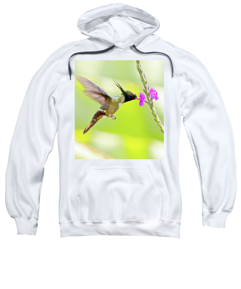 Rare Sweatshirt featuring the photograph White-crested Coquette Lophornis adorabilis sipping nectar by Tony Mills