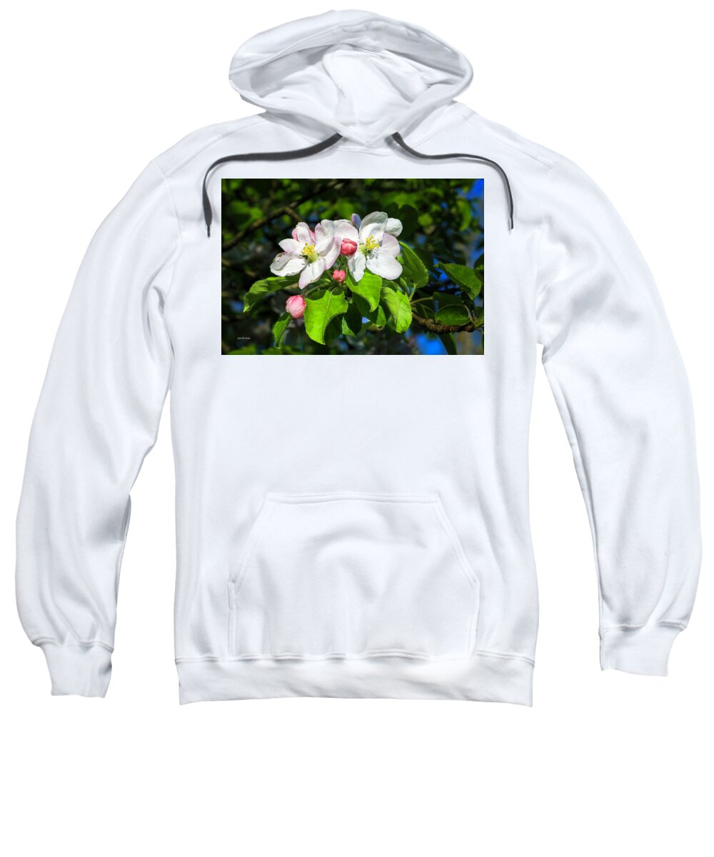 Apple Blossoms Sweatshirt featuring the photograph Wild Apple Blossoms by Dale R Carlson