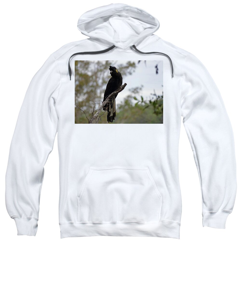 Animals Sweatshirt featuring the photograph Yellow-tailed Black Cockatoo Perched by Maryse Jansen