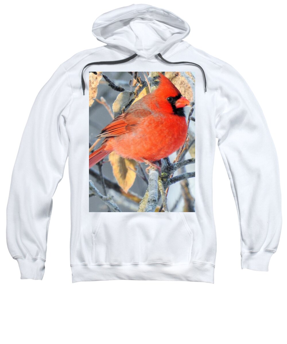 Male Sweatshirt featuring the photograph Young Male Cardinal by Eunice Miller