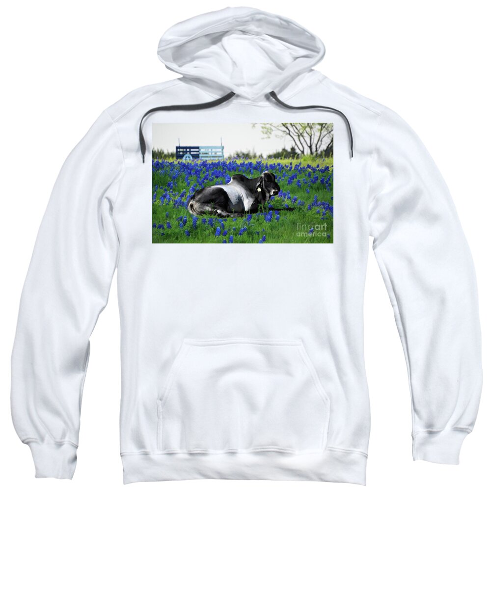 Zebu Sweatshirt featuring the photograph Zebu Bull Relaxing in Blue Bonnet Field by Diana Mary Sharpton