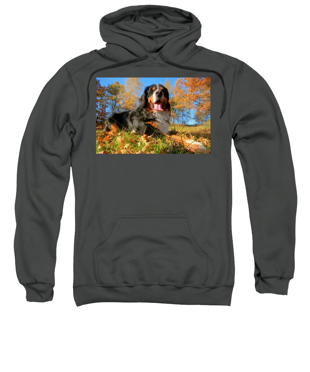 Bernese Sweatshirt featuring the photograph A happy Bernese mountain dog outdoors #1 by Michal Bednarek