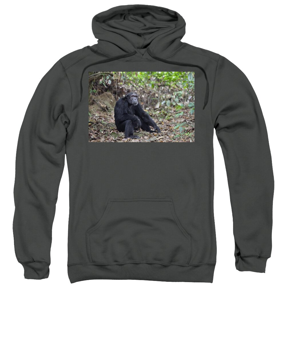 Feb0514 Sweatshirt featuring the photograph Chimpanzee Male Tanzania #1 by Konrad Wothe
