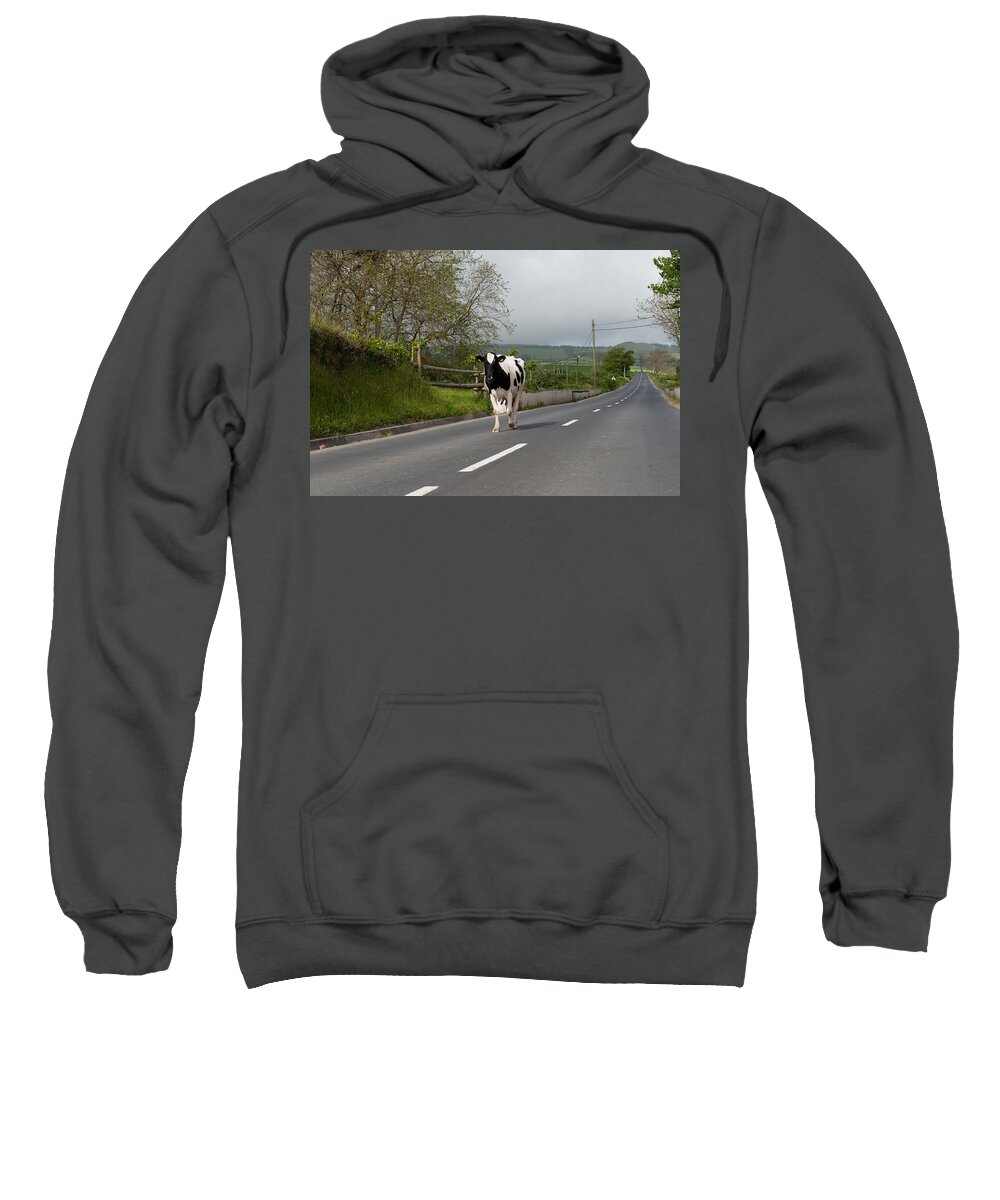 Agriculture Sweatshirt featuring the photograph Cow walks along country road #1 by Joseph Amaral