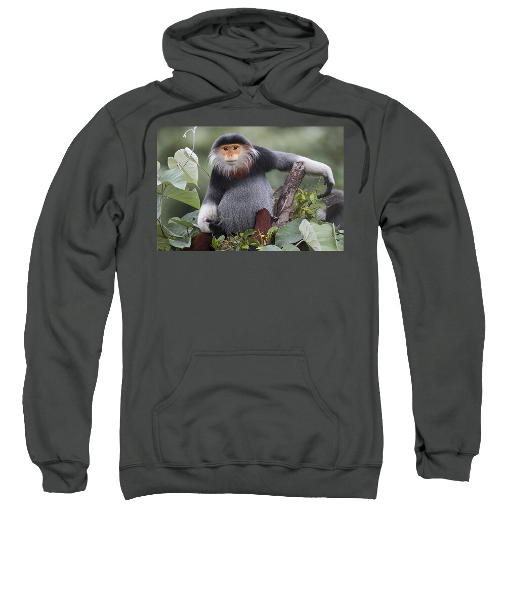 Cyril Ruoso Sweatshirt featuring the photograph Douc Langur Male Vietnam #1 by Cyril Ruoso