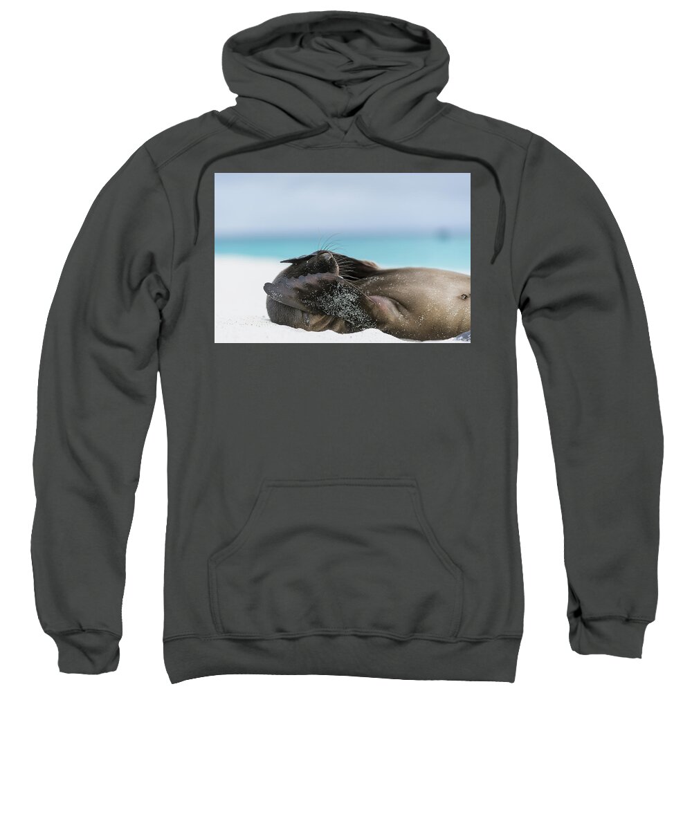 Tui De Roy Sweatshirt featuring the photograph Galapagos Sea Lion Pup Covering Face #1 by Tui De Roy