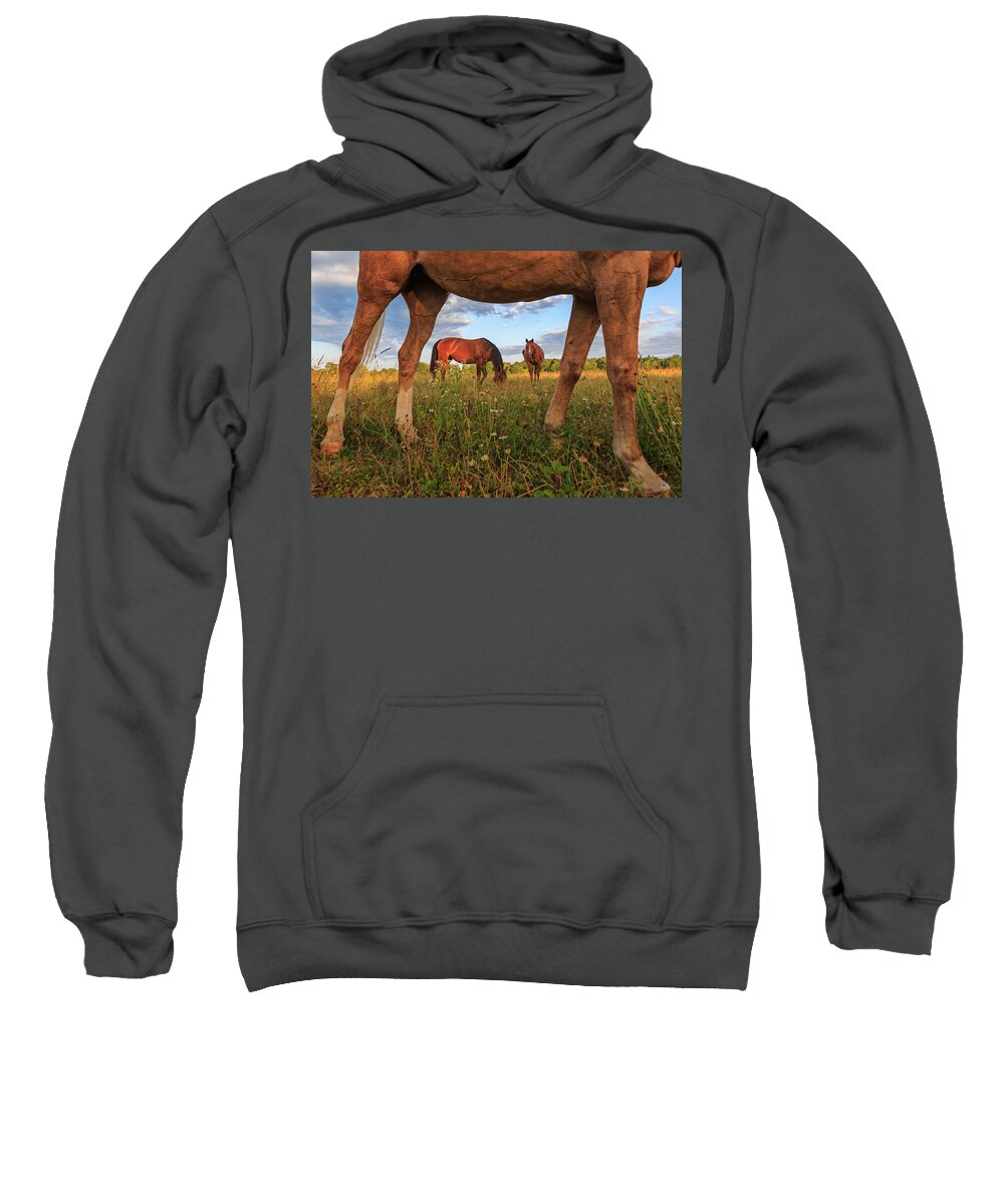 Horse Sweatshirt featuring the photograph Horses #1 by Everet Regal