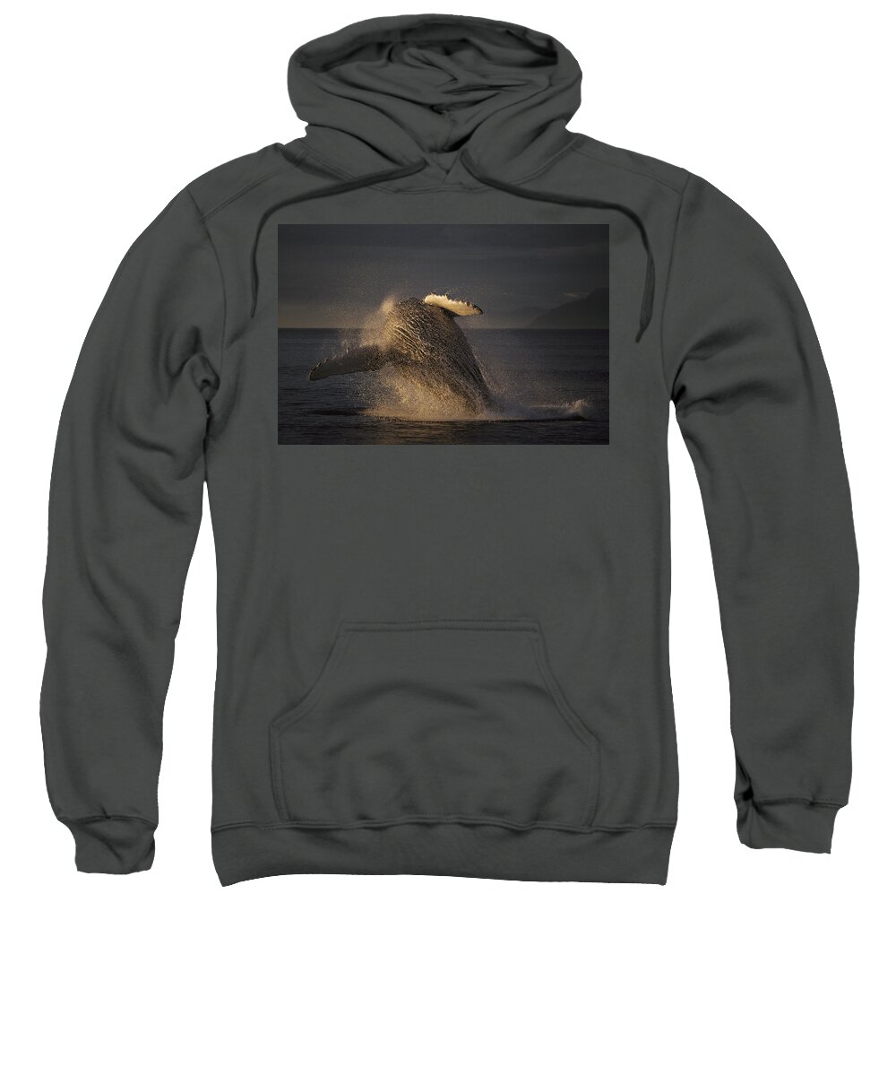 Feb0514 Sweatshirt featuring the photograph Humpback Whale Breaching Alaska #1 by Hiroya Minakuchi