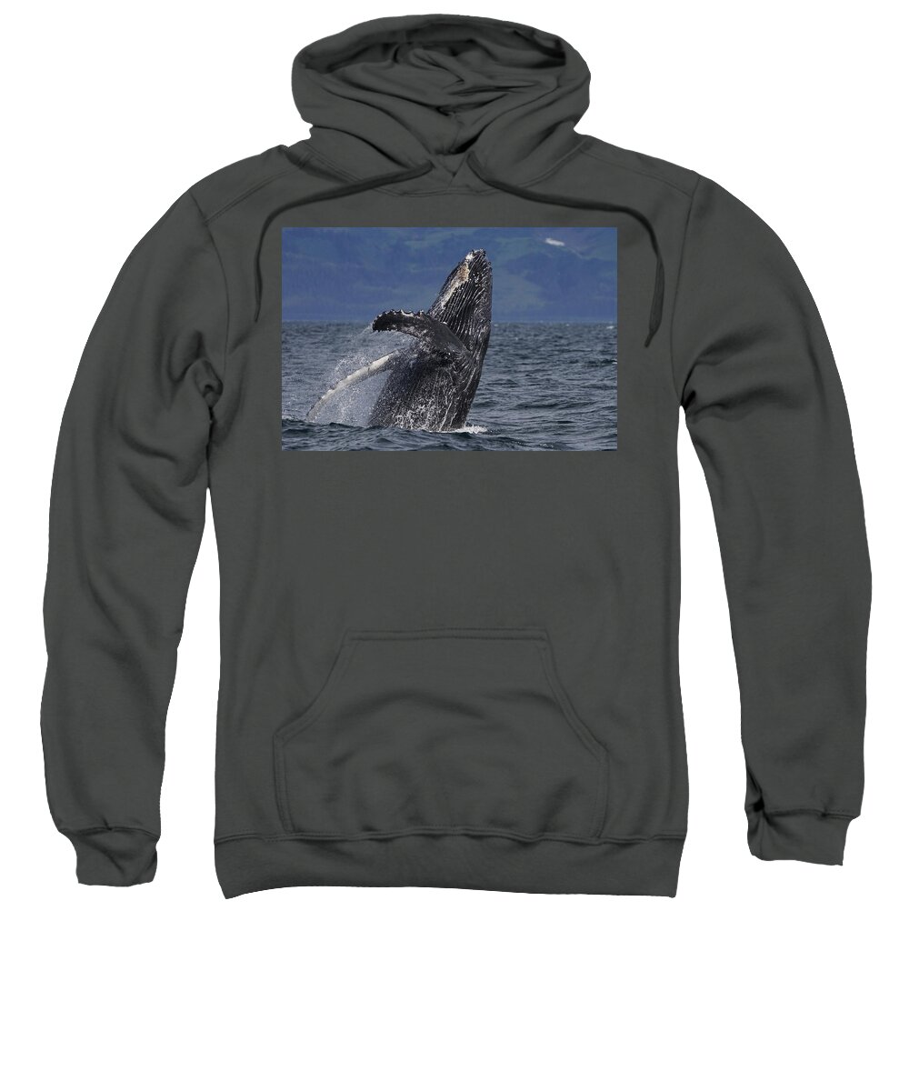 Hiroya Minakuchi Sweatshirt featuring the photograph Humpback Whale Breaching Prince William #1 by Hiroya Minakuchi