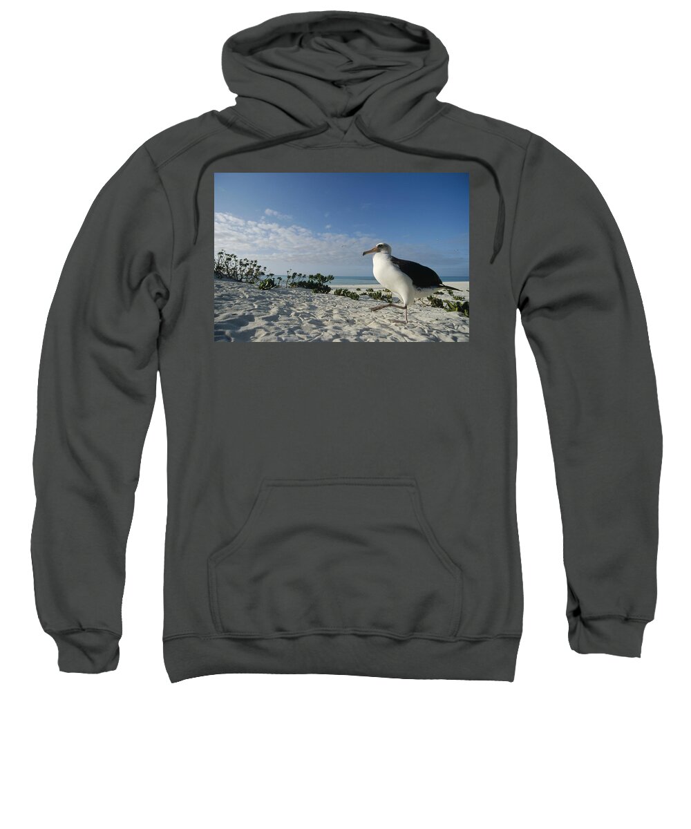 Feb0514 Sweatshirt featuring the photograph Laysan Albatross Pair Midway Atoll #1 by Tui De Roy
