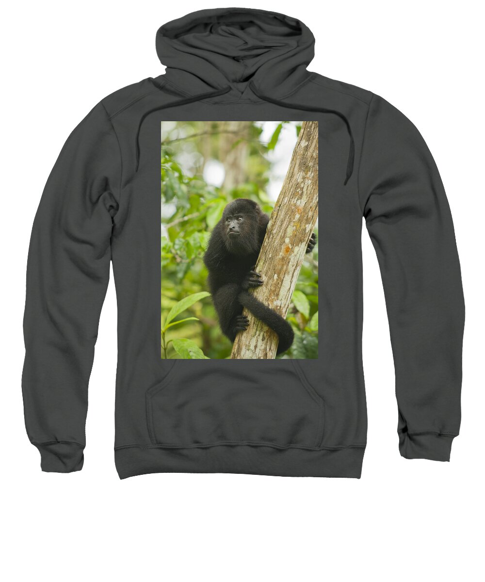 Kevin Schafer Sweatshirt featuring the photograph Mexican Black Howler Monkey Belize #1 by Kevin Schafer