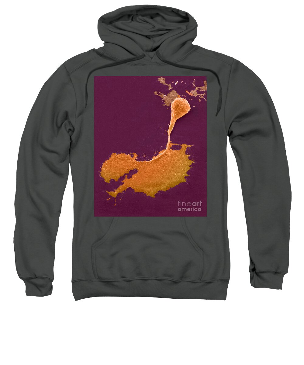 Science Sweatshirt featuring the photograph Nerve Cell With Axon And Growth Cone #1 by Science Source