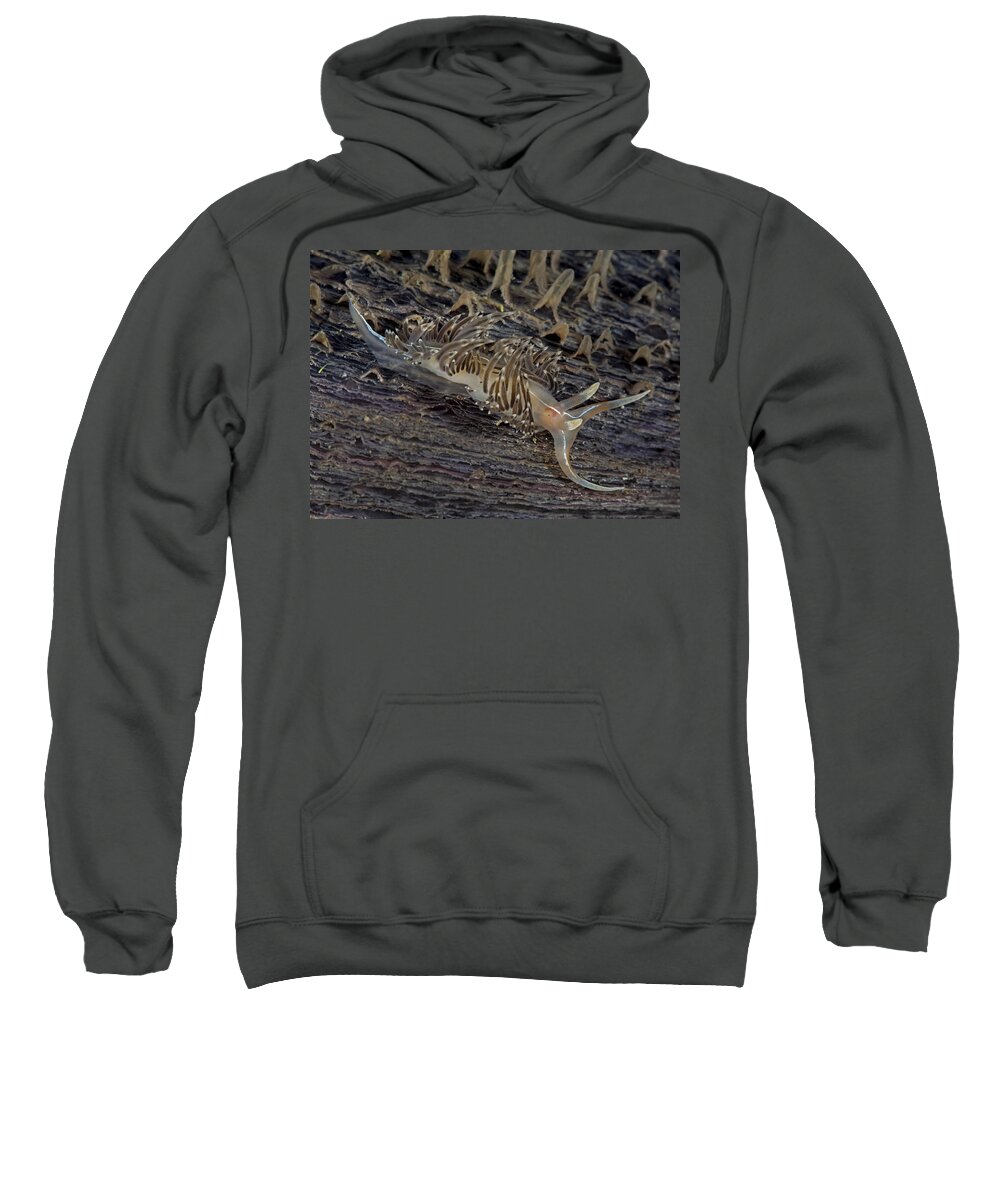 Scene Sweatshirt featuring the photograph Nudibranch Sitting On A Pen Shell #1 by Sandra Edwards