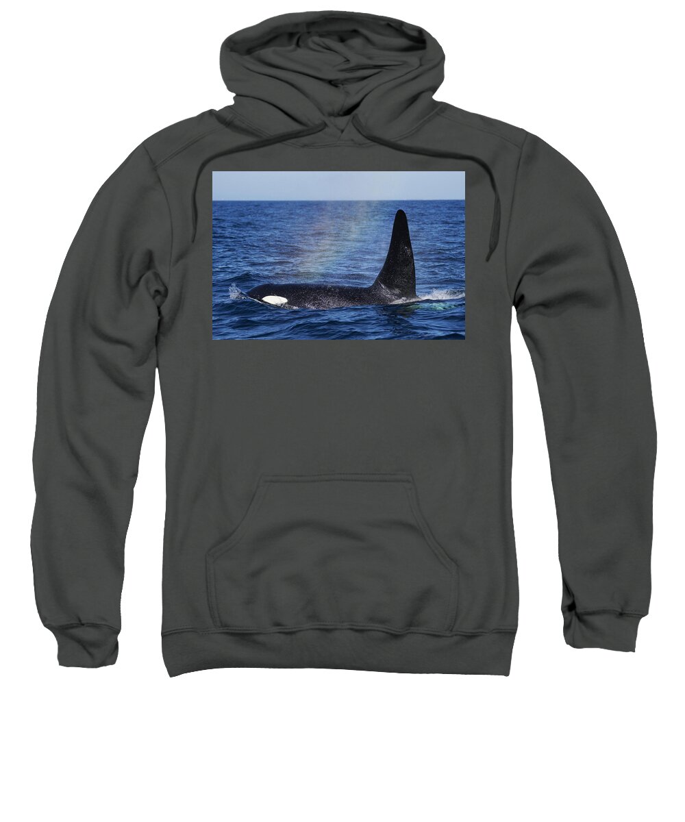 Hiroya Minakuchi Sweatshirt featuring the photograph Orca Surfacing Hokkaido Japan #1 by Hiroya Minakuchi