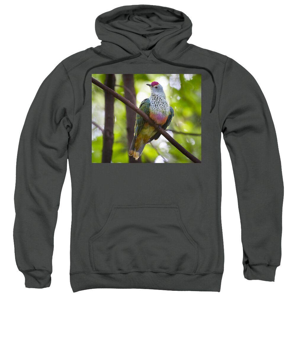 Martin Willis Sweatshirt featuring the photograph Rose-crowned Fruit-dove Australia #1 by Martin Willis
