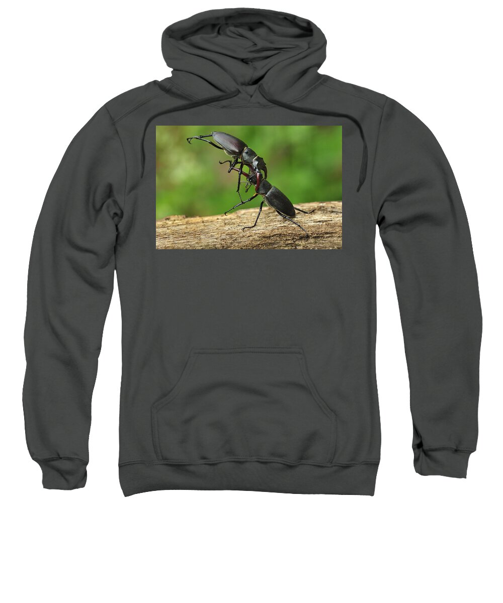 Feb0514 Sweatshirt featuring the photograph Stag Beetle Fighting Switzerland #1 by Thomas Marent