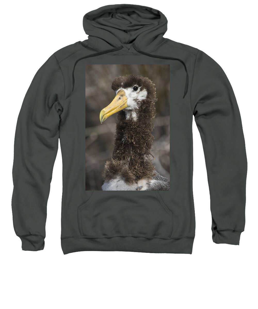 Pete Oxford Sweatshirt featuring the photograph Waved Albatross Molting Juvenile #1 by Pete Oxford