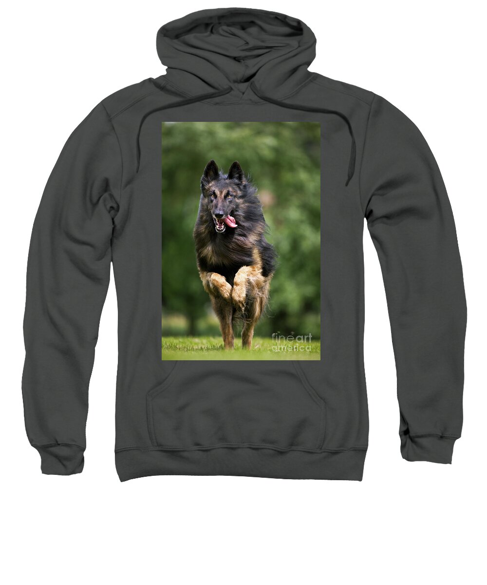 Mammal Sweatshirt featuring the photograph 110801p138 by Arterra Picture Library