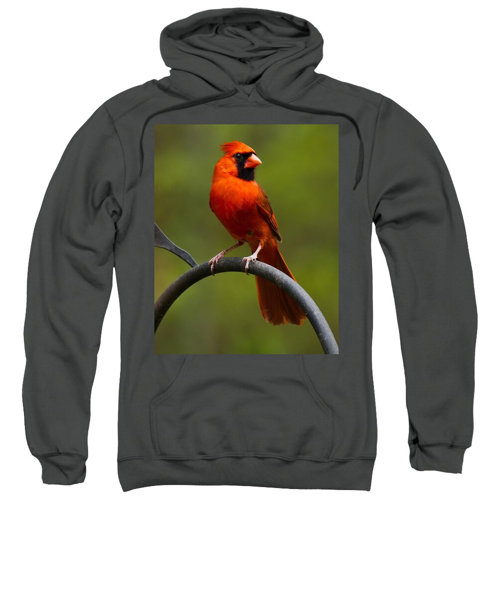 Male Cardinal Sweatshirt featuring the photograph Male Cardinal #2 by Robert L Jackson