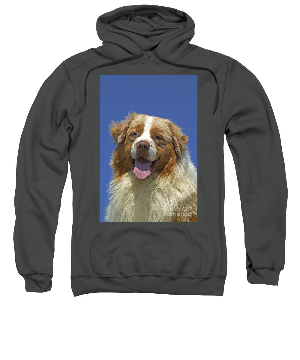 Australian Shepherd Sweatshirt featuring the photograph Australian Shepherd Dog #3 by Jean-Michel Labat