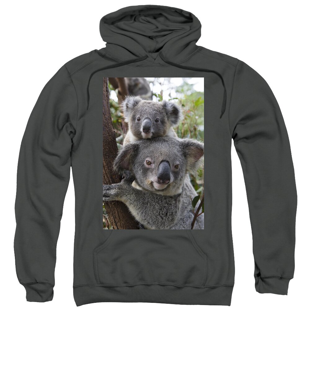 Feb0514 Sweatshirt featuring the photograph Koala Mother And Joey Australia #3 by Suzi Eszterhas