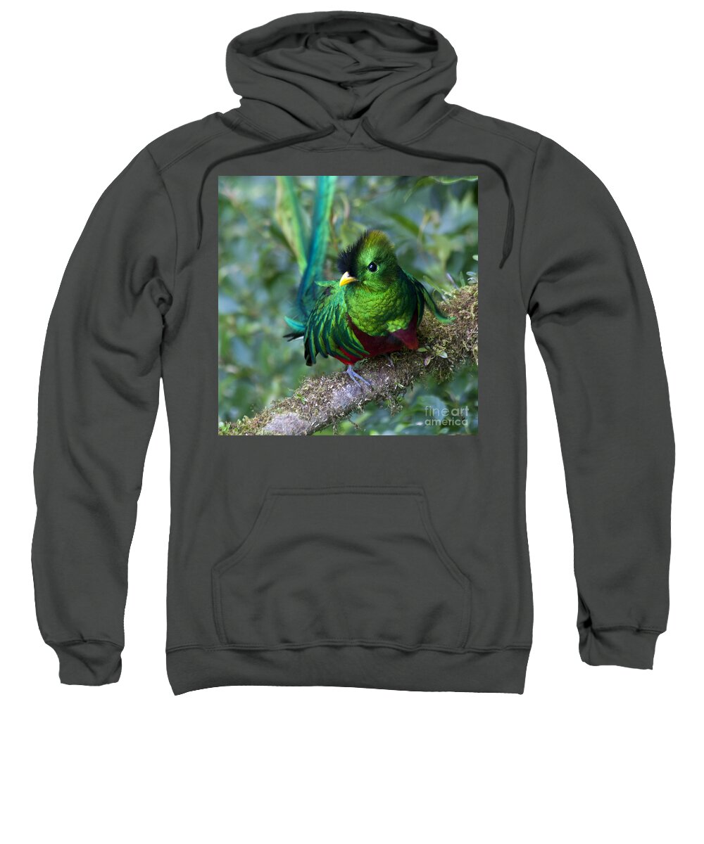 Bird Sweatshirt featuring the photograph Quetzal #2 by Heiko Koehrer-Wagner