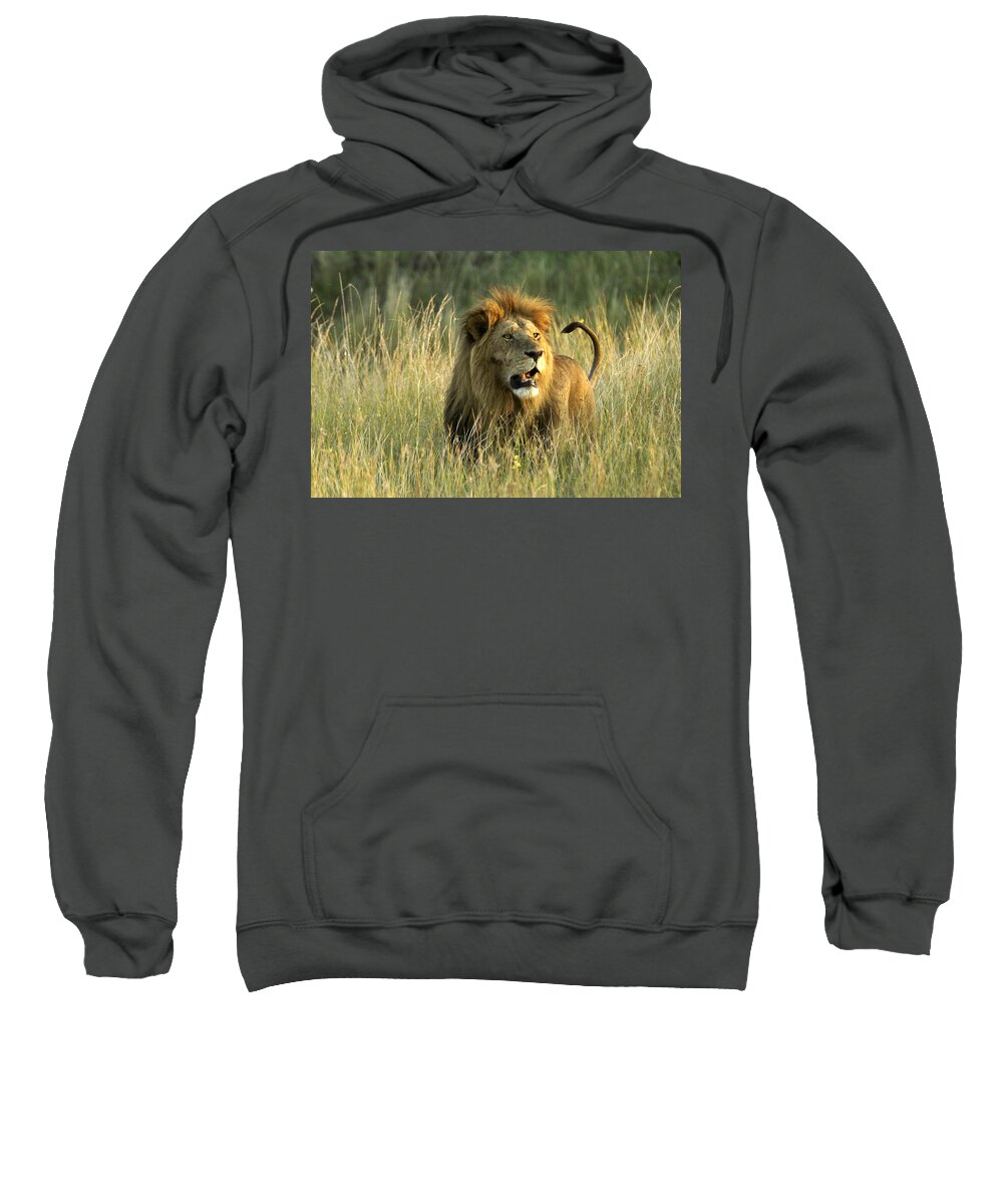 Lion Sweatshirt featuring the photograph King of the Savanna #4 by Michele Burgess