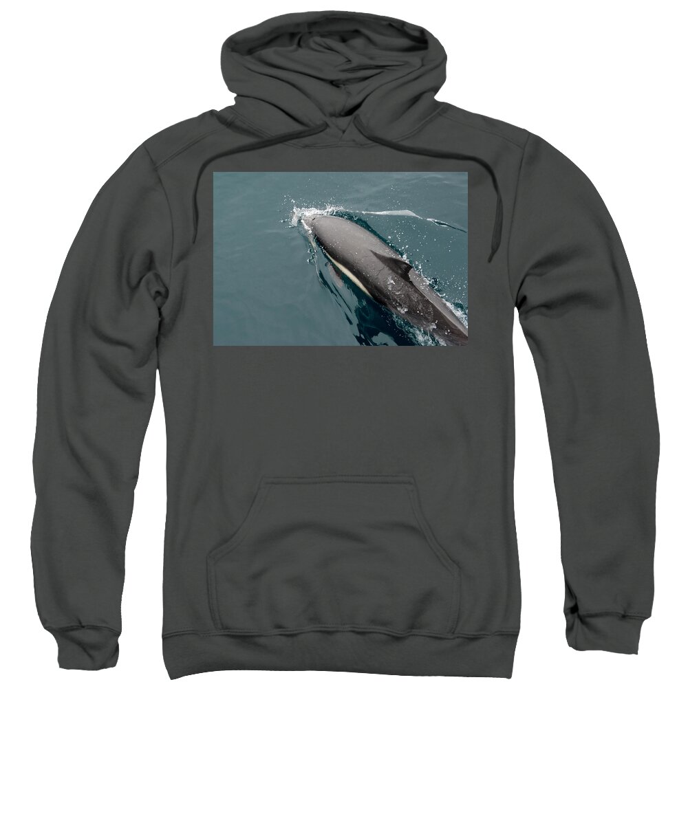 Animal Sweatshirt featuring the photograph A Common Dolphin Off The Coast Of Santa by Kevin Steele