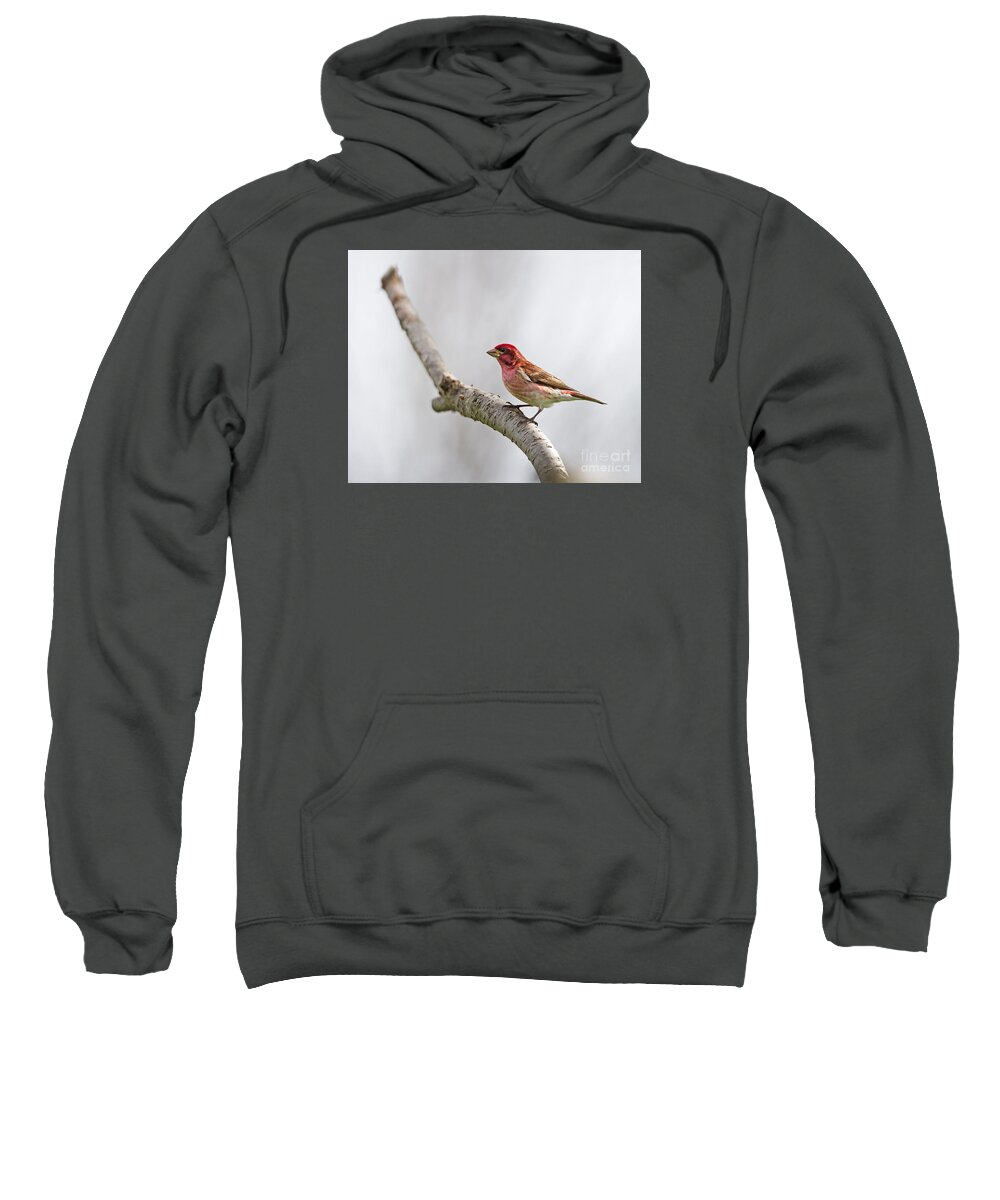 Festblues Sweatshirt featuring the photograph A Drop of Color... by Nina Stavlund