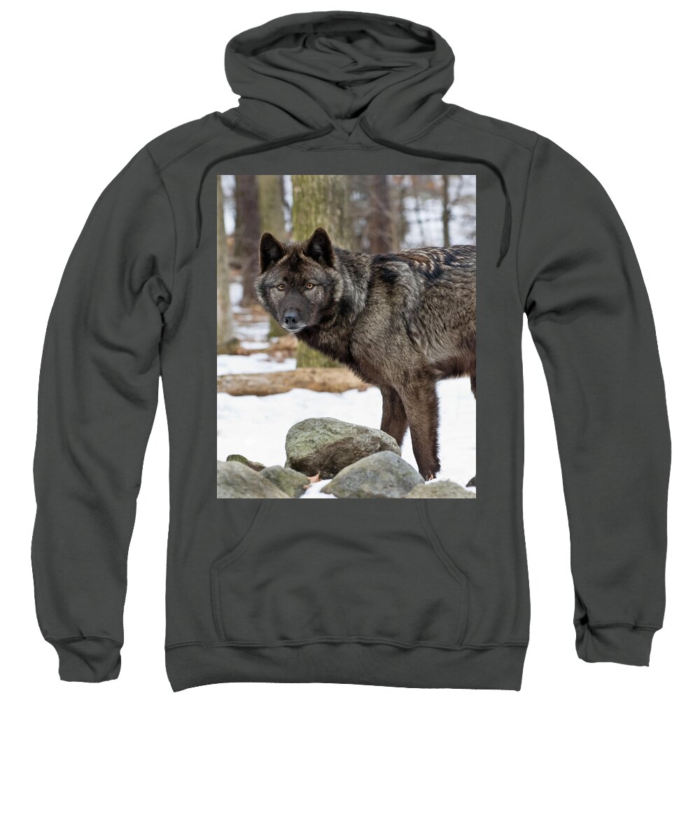 Wolf Sweatshirt featuring the photograph A Wolf's Intense Focus by Gary Slawsky