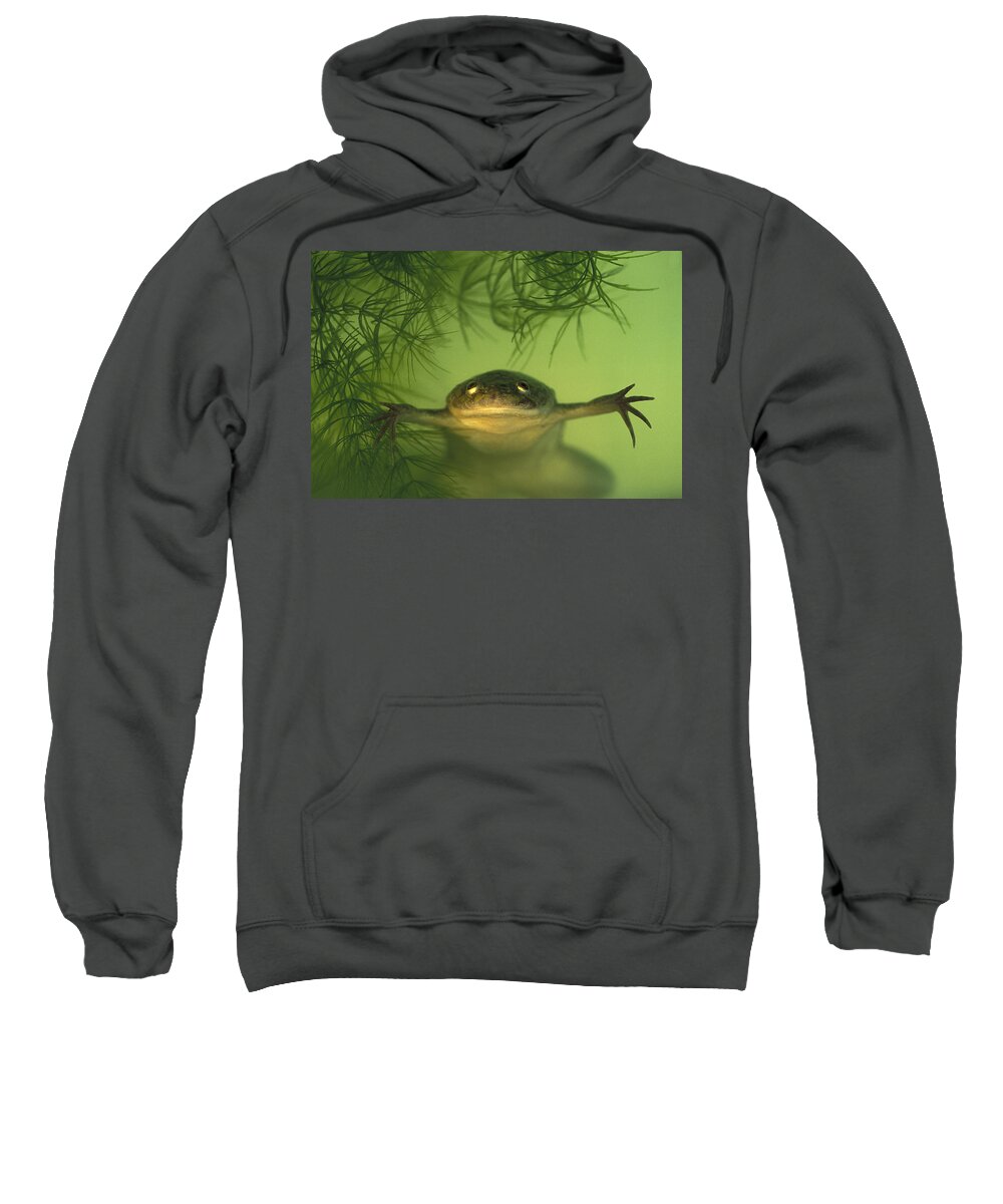 Feb0514 Sweatshirt featuring the photograph African Clawed Frog by Heidi & Hans-Juergen Koch