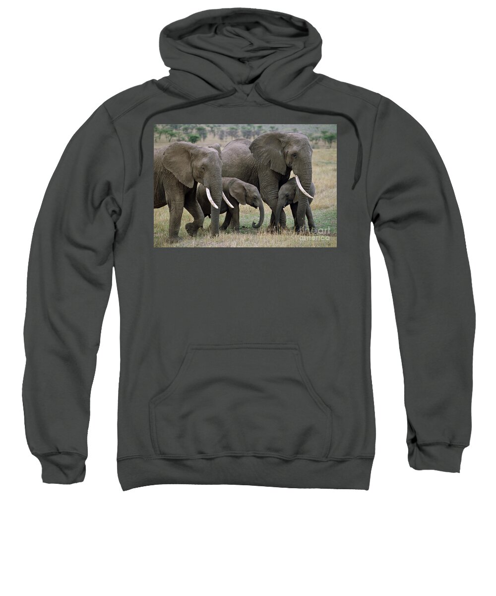00344769 Sweatshirt featuring the photograph African Elephant Females And Calves by Yva Momatiuk and John Eastcott