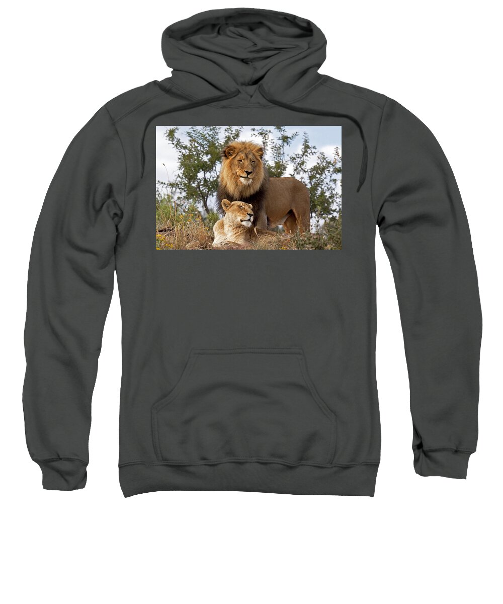 Nis Sweatshirt featuring the photograph African Lion And Lioness Botswana by Erik Joosten