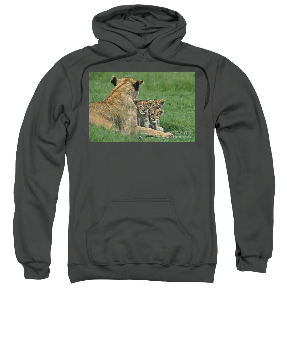 Africa Sweatshirt featuring the photograph African Lion Cubs Study the Photographer Tanzania by Dave Welling