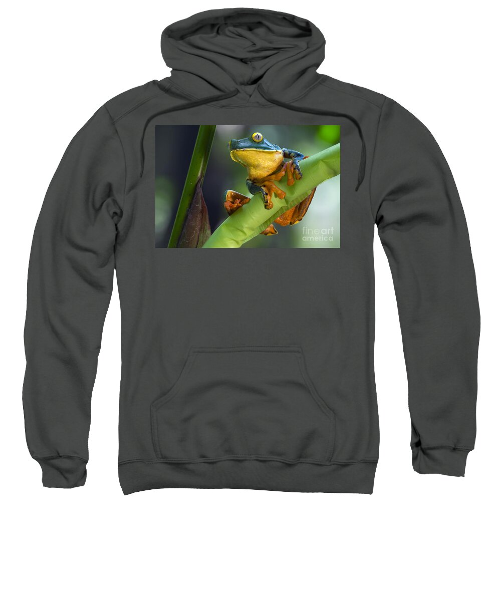 Splendid Leaf Frog Sweatshirt featuring the photograph Agalychnis calcarifer 4 by Arterra Picture Library