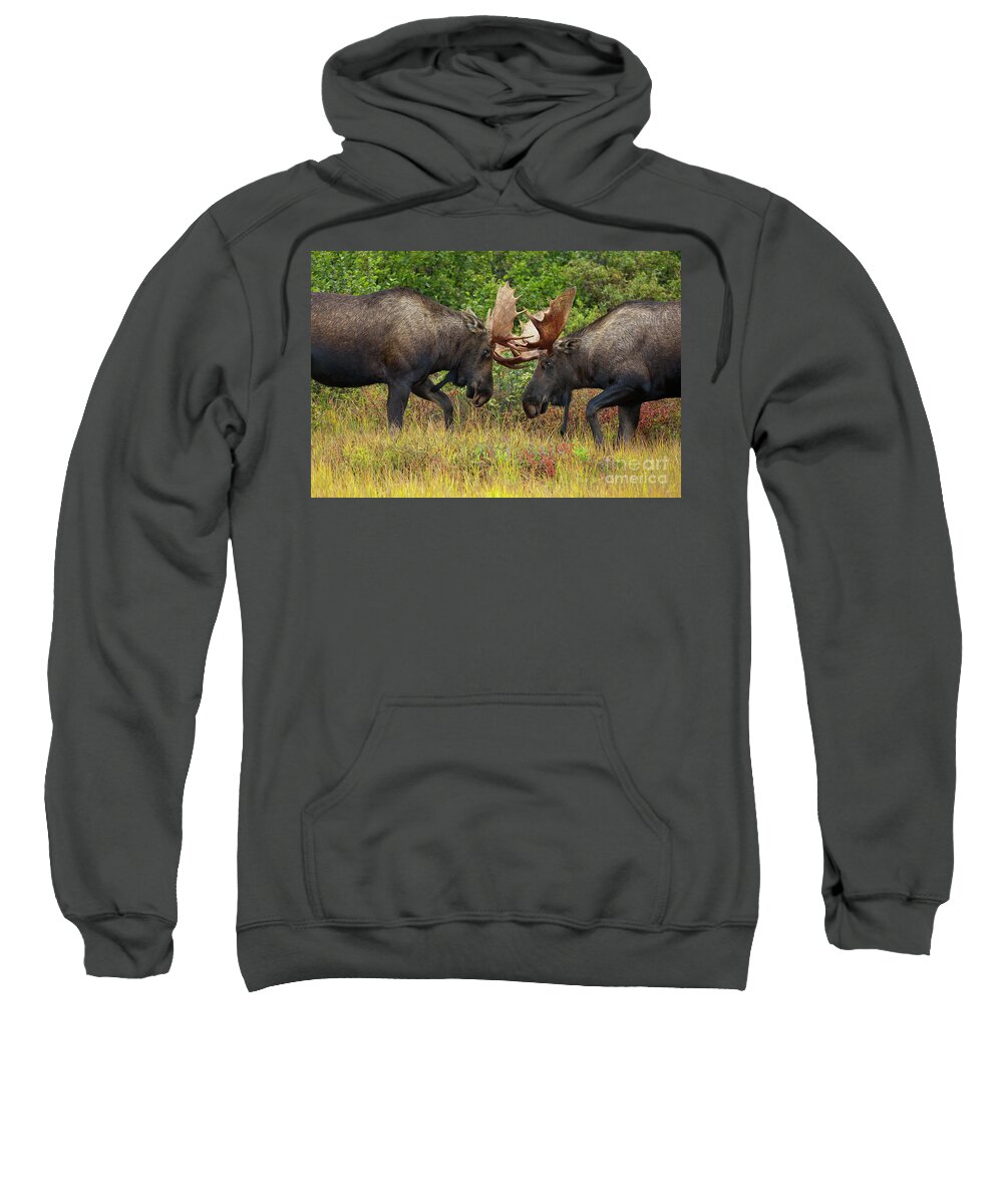 00427711 Sweatshirt featuring the photograph Alaska Moose Bulls Sparring Denali N P by Yva Momatiuk John Eastcott