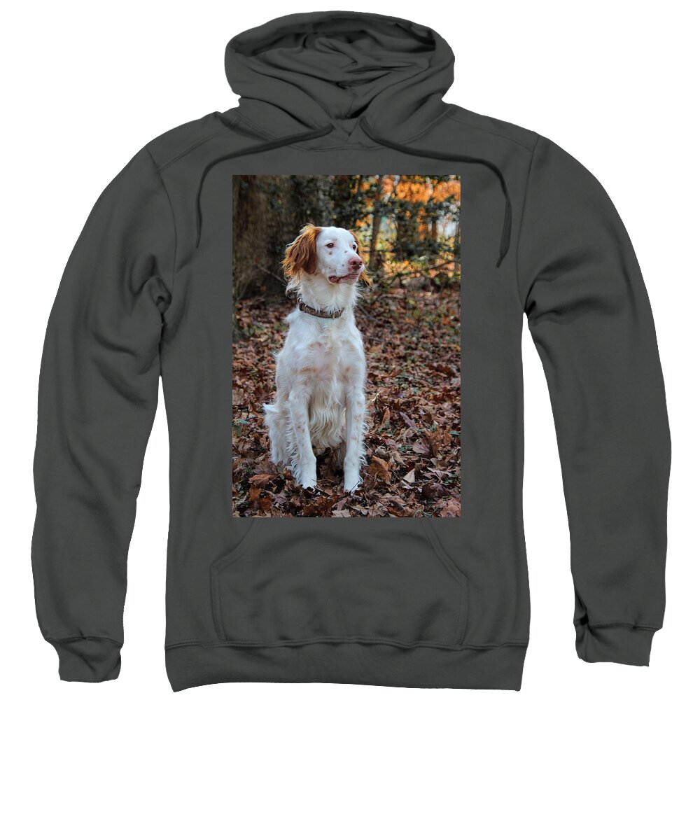 American Brittany Sweatshirt featuring the photograph American Brittany by Jemmy Archer
