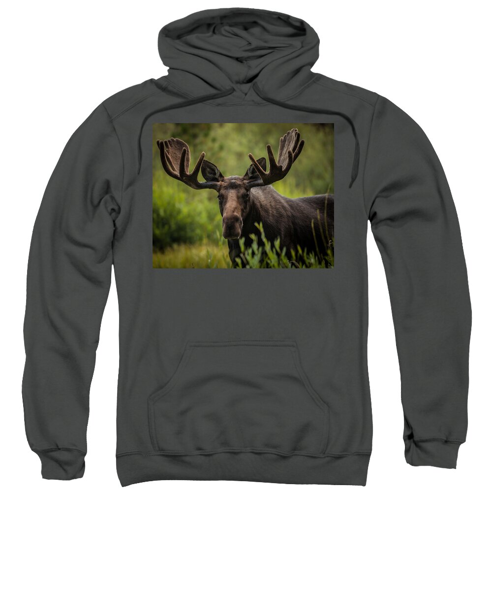 Mammal Sweatshirt featuring the photograph An Majestic Bull by Steven Reed