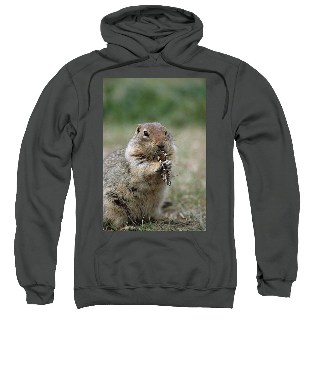 Feb0514 Sweatshirt featuring the photograph Arctic Ground Squirrel Feeding by Michael Quinton